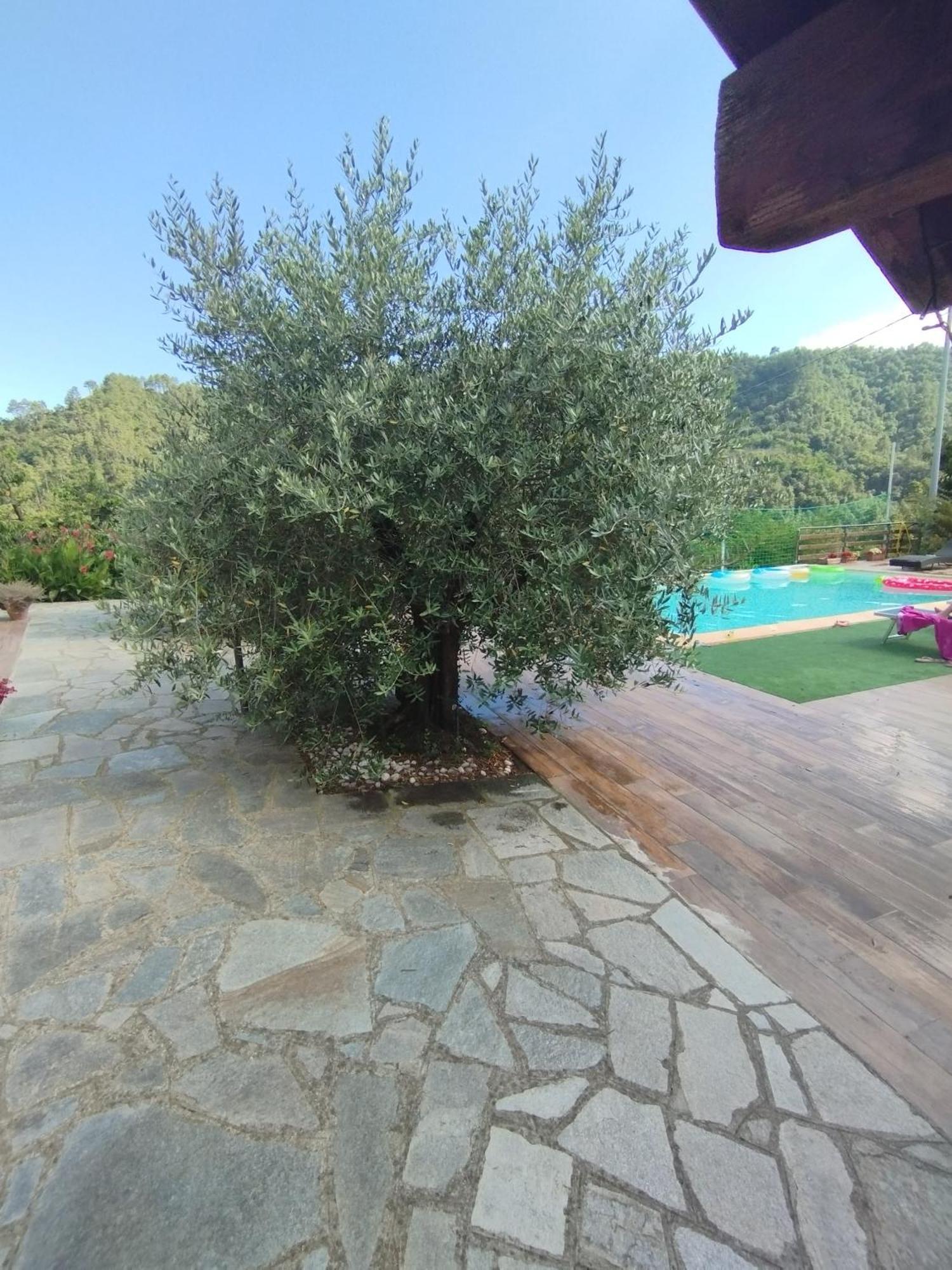 Villa Degli Ulivi Tivegna Kültér fotó